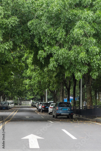 The road covered by green trees