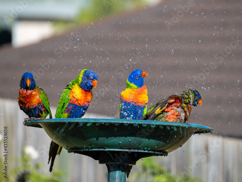 4 Rainbow Lorikeets in the bird bath photo