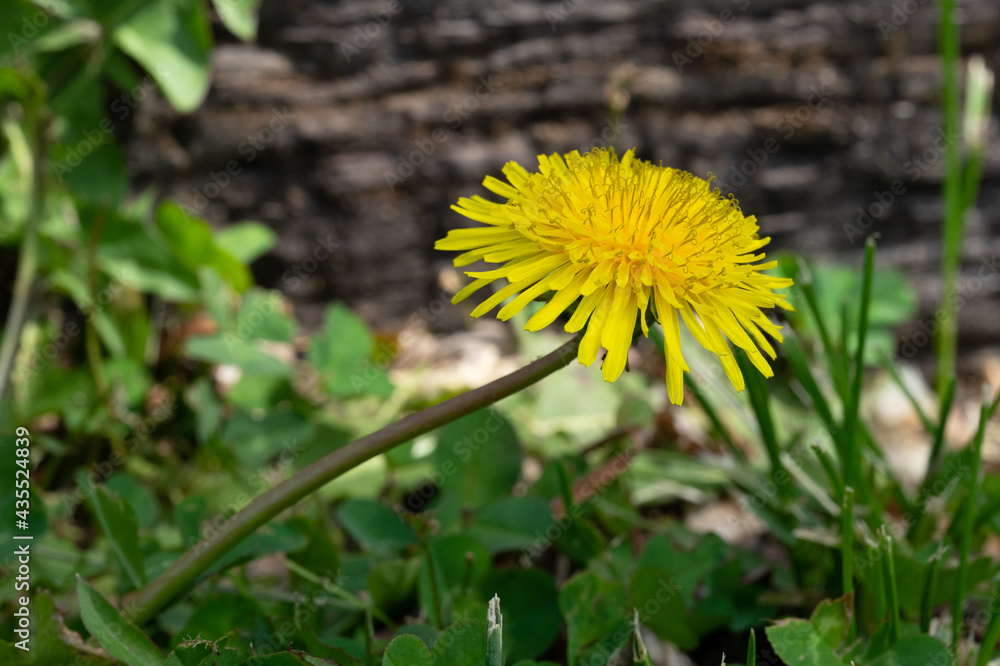 dandelion in the grass dandelion in the grass