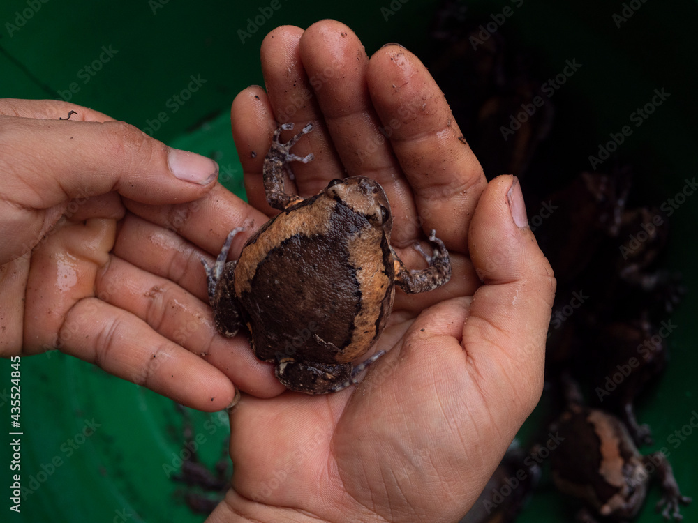 (banded bullfrog, kaloula pulchra,)Kaloula on a man's hand, an amphibian.