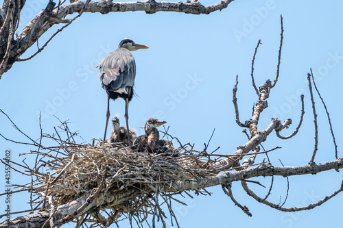 Φωτογραφία Great Blue Heron on nest with young chicks