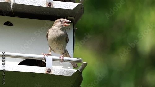 This is slow motion HD video footage of a sparrow bird hunting Brood X Cicadas. photo