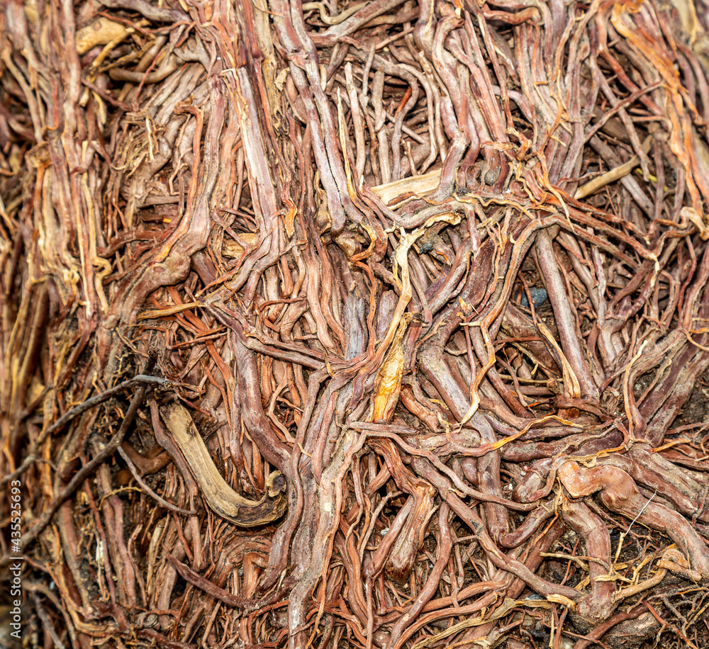 root bound plant  tangled mess