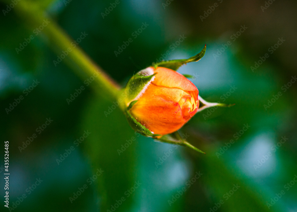 bud of a rose bud of a rose