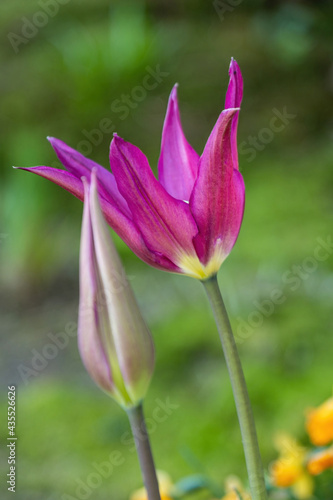 pink tulip flower with pointy petals blooming under the shade