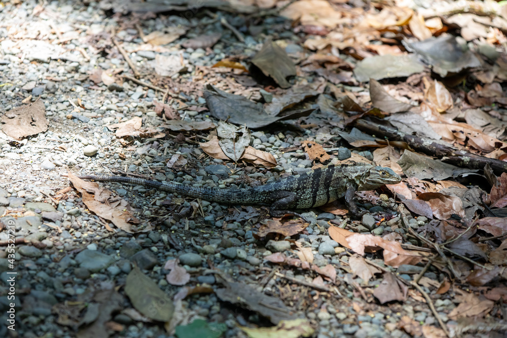 Ctenosaura similis, commonly known as the black spiny-tailed iguana, black iguana, or black ctenosaur Ctenosaura similis, commonly known as the black spiny-tailed iguana, black iguana, or black ctenosaur