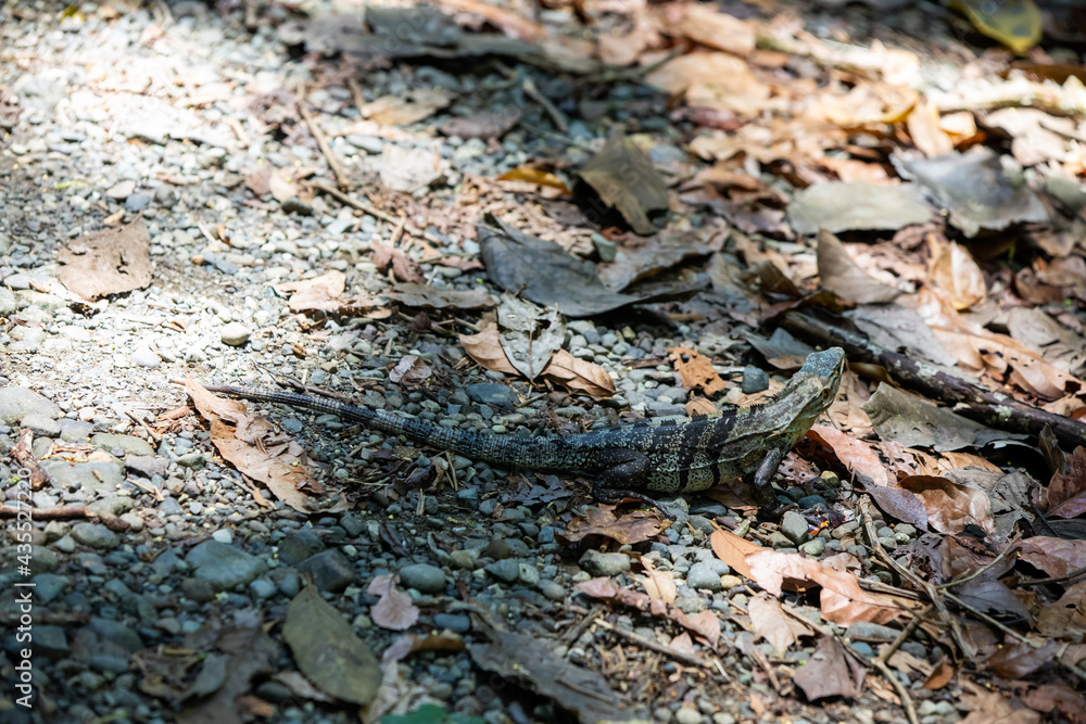 Obraz premium Ctenosaura similis, commonly known as the black spiny-tailed iguana, black iguana, or black ctenosaur