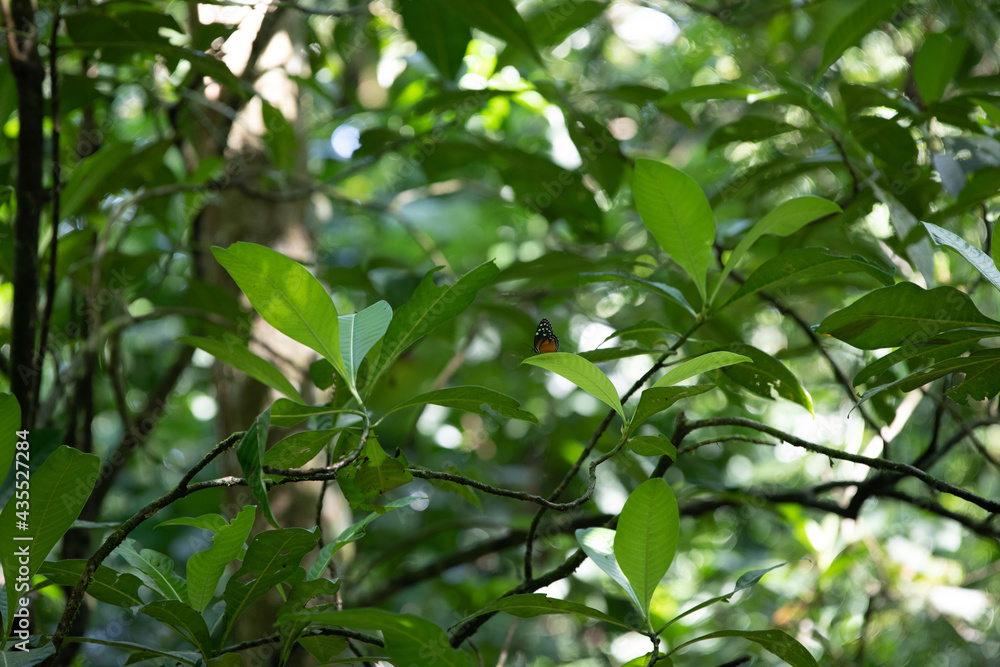Obraz premium Manuel Antonio national park and beach landscape