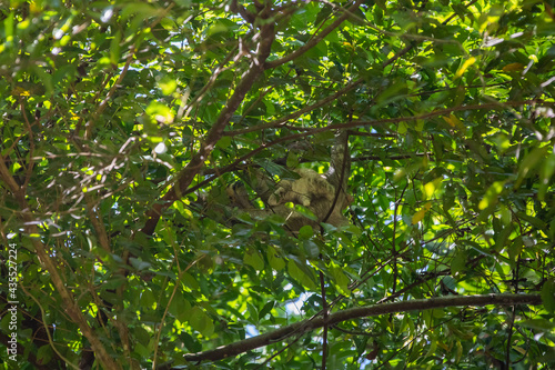 Mother and baby brown-throated three-toed sloth (Bradypus variegatus)