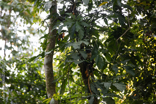 White-throated capuchins monkeys in Costa Rica