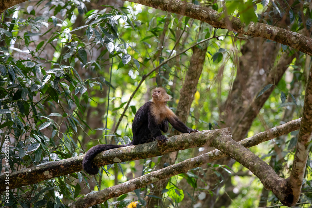 White-throated capuchins monkeys in Costa Rica White-throated capuchins monkeys in Costa Rica