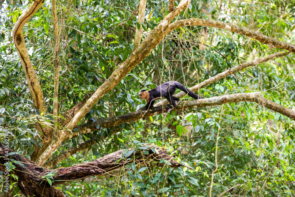 White-throated capuchins monkeys in Costa Rica White-throated capuchins monkeys in Costa Rica