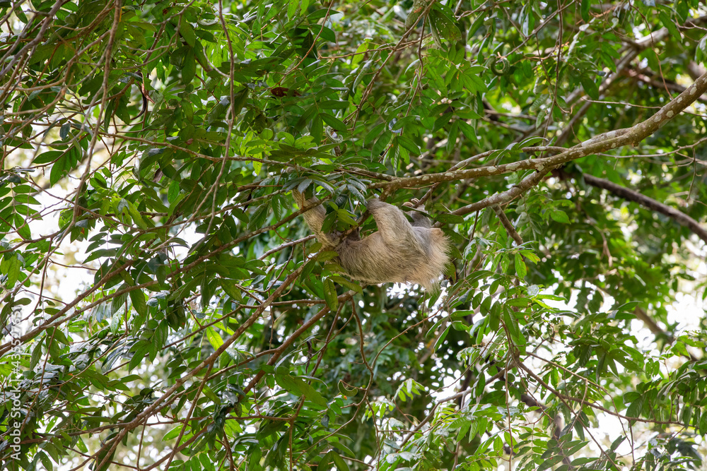 The brown-throated three-toed sloth (Bradypus variegatus) The brown-throated three-toed sloth (Bradypus variegatus)