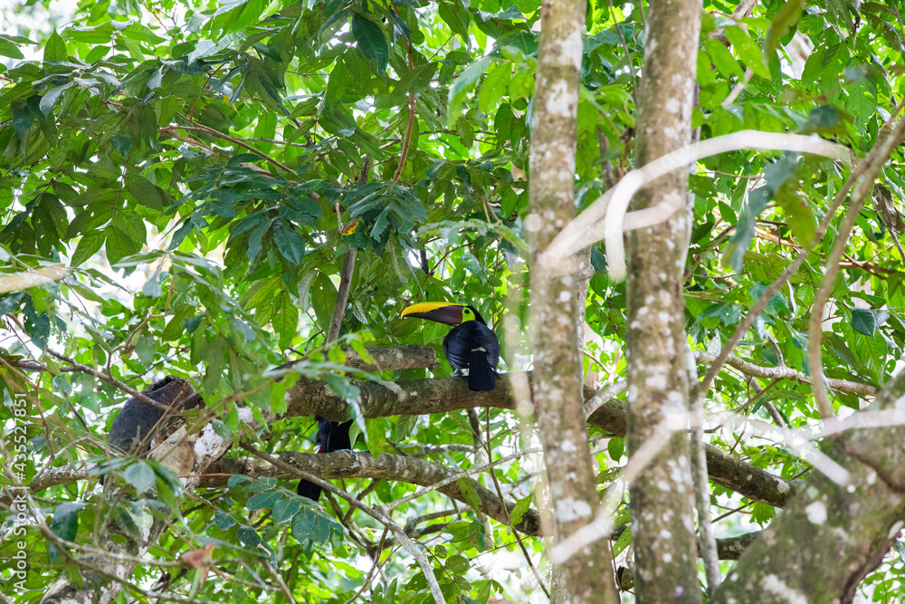 Fototapeta premium The chestnut-mandibled toucan in the tree