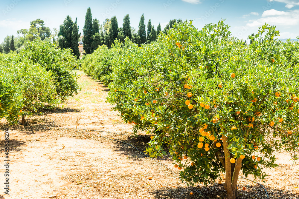 Ripe mandarin trees growing in the farm garden, agriculture industry in the south Spain.