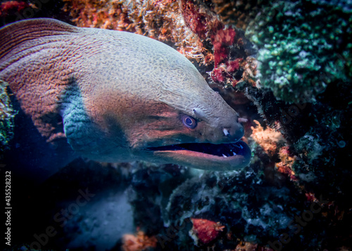 Moray eel on a coral reef at the bottom of the Indian Ocean © Sergey