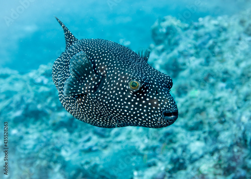 Black Puffer Fish at the bottom of the Indian Ocean