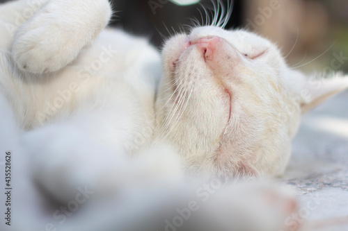 Portrait of a cute.The cat sleeps happily. © Thasist