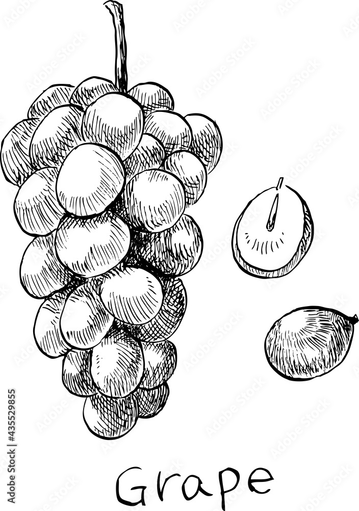 57 Best ぶどう イラスト 白黒 Images Stock Photos Vectors Adobe Stock 57 Best ぶどう イラスト 白黒 Images Stock Photos Vectors Adobe Stock