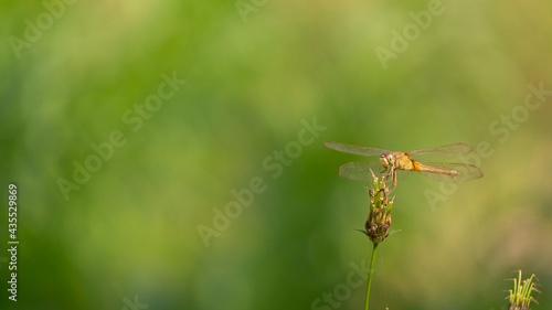 A dragonfly perches on a leaf, summer has arrived, farmers start planting according to the season © Nabiru