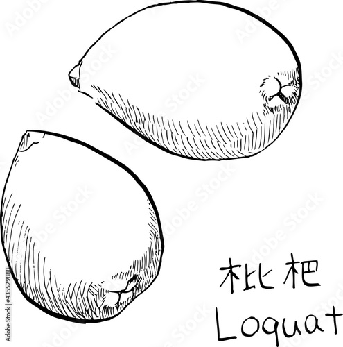 This is a black and white illustration of two loquats drawn with a hand-drawn pen.