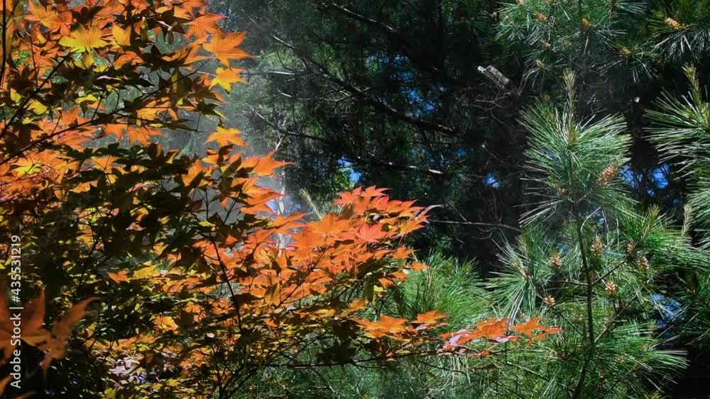 Visible cloud of pollen blowing from white pine tree during allergy season. Japanese maple in foreground. Visible cloud of pollen blowing from white pine tree during allergy season. Japanese maple in foreground.