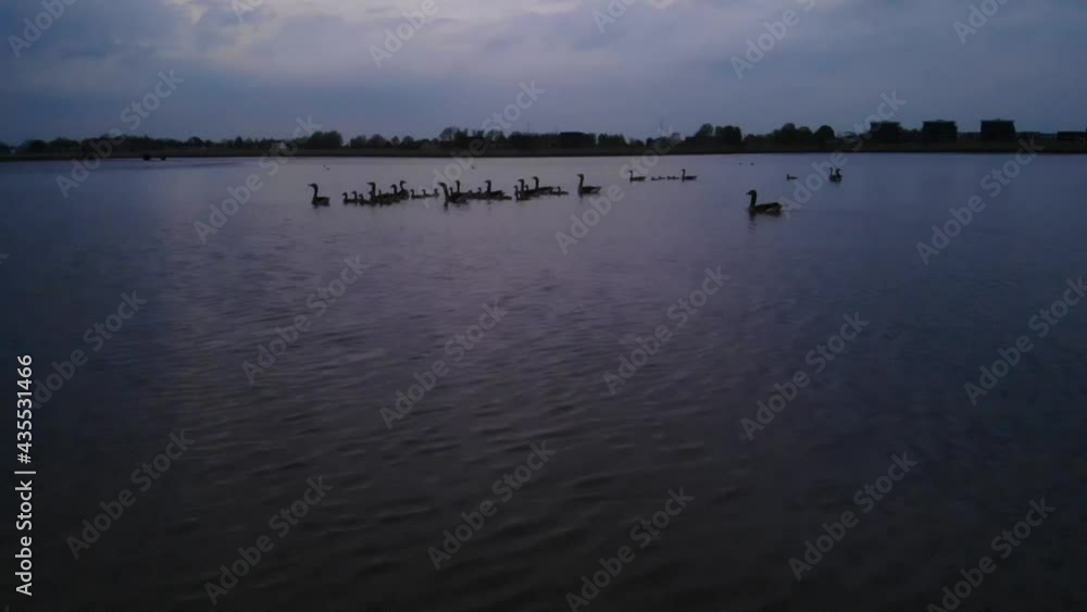 Silhouetted Goose Flock On Calm Lake At Dusk. - Wide Shot Silhouetted Goose Flock On Calm Lake At Dusk. - Wide Shot