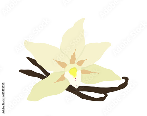 Bourbon vanilla. Flower and pods. Outline vector illustration on a white background.