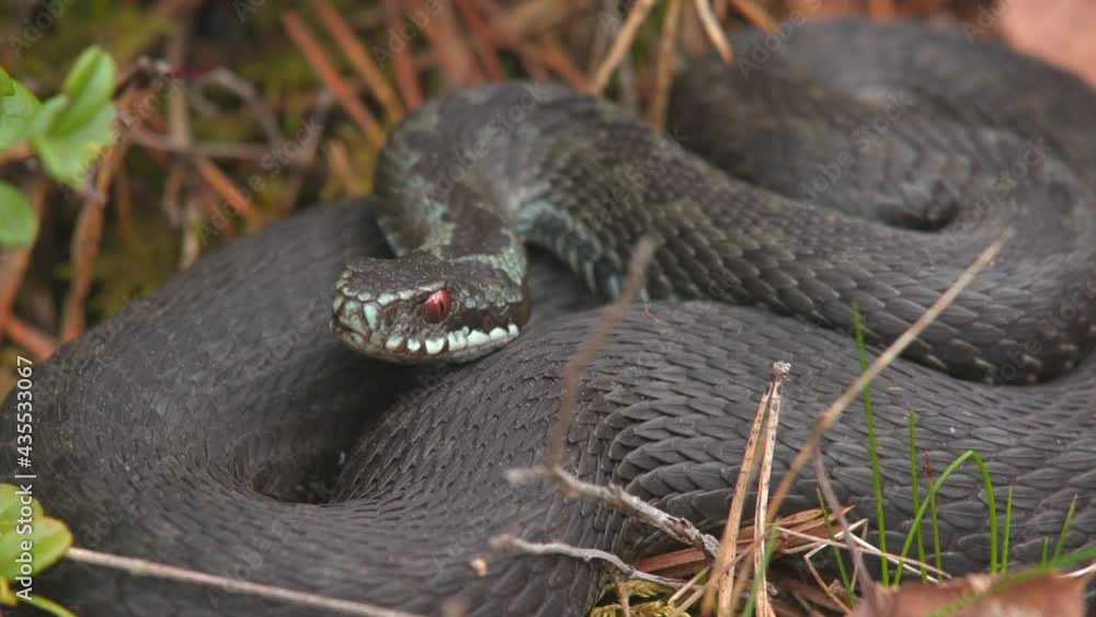 common adder on ground laying head facing forward breathing natural world norway common adder on ground laying head facing forward breathing natural world norway