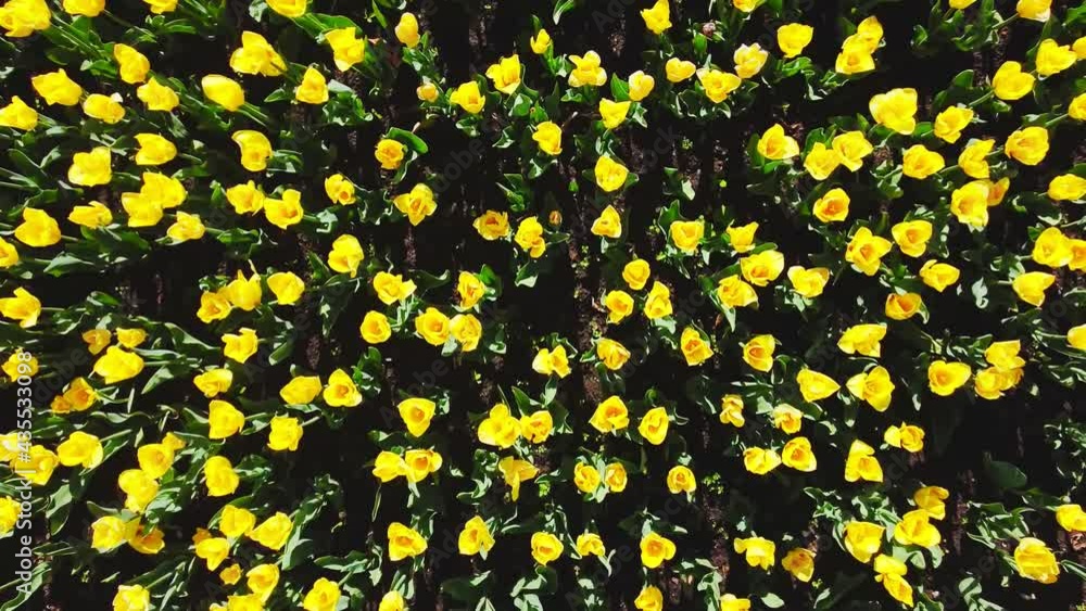 yellow tulips on a flowerbed swaying in the wind top view shooting from bottom to top yellow tulips on a flowerbed swaying in the wind top view shooting from bottom to top
