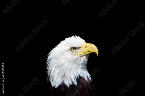 close up photos for bald eagle with black background