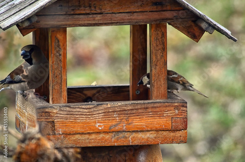 The common grosbeak (Latin Coccothraustes coccothraustes) and the House Sparrow (Latin Passer domesticus) sit in a wooden feeding trough. The relationship of two species of birds