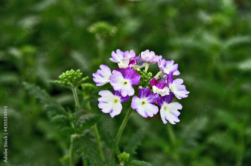 Purple and white Verbena with green leaf background