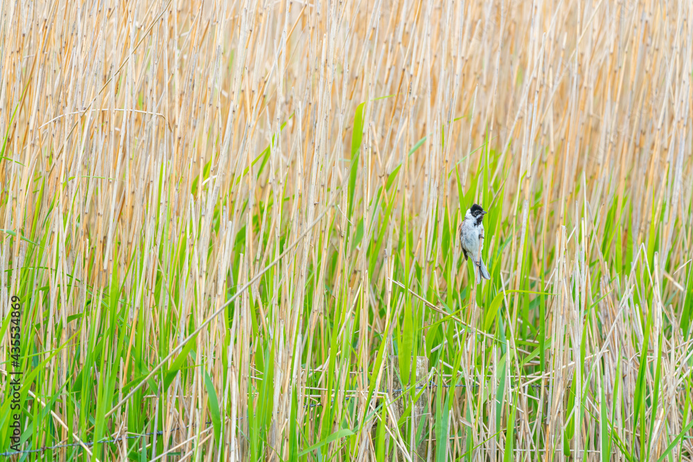 Common reed bunting Common reed bunting