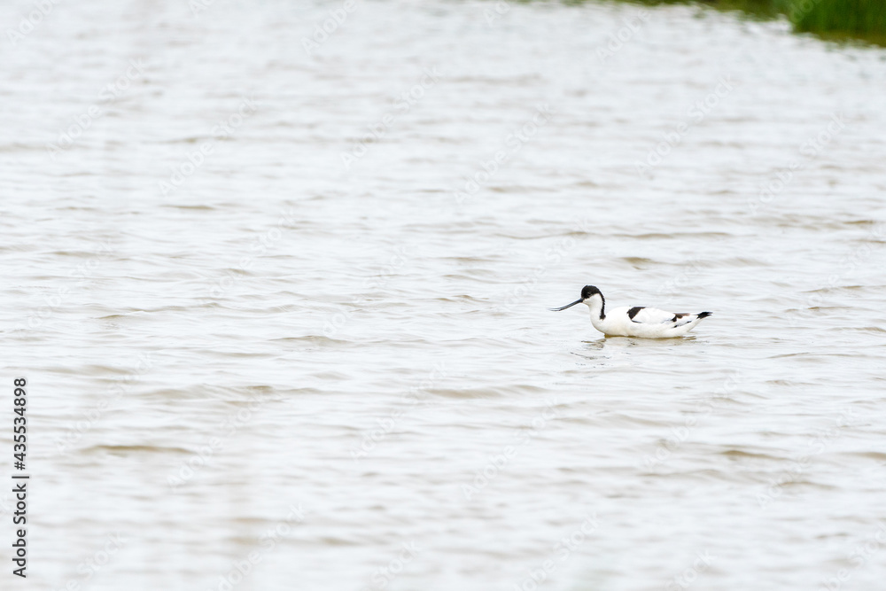 An Pied avocet An Pied avocet
