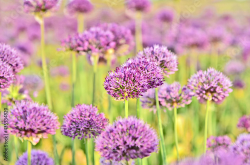 Fototapeta Naklejka Na Ścianę i Meble -  Allium purple field with lens flare and full frame  for wallpaper and post card.