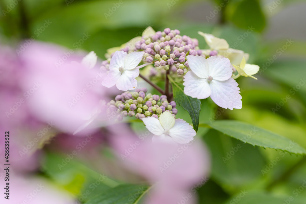 あじさい（紫陽花）