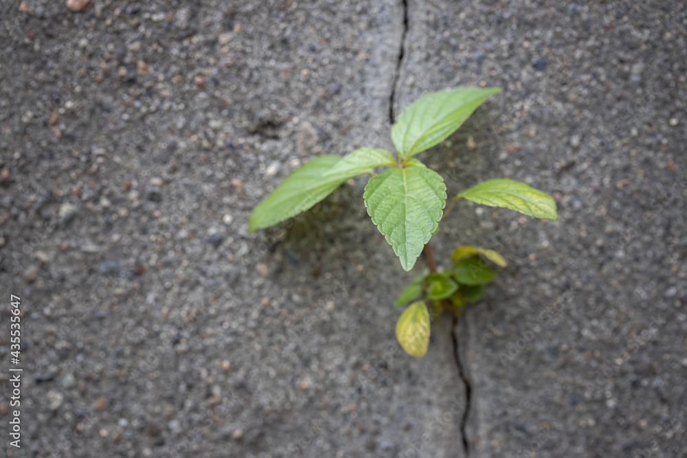 Naklejka premium Plants growing from Concrete walls
