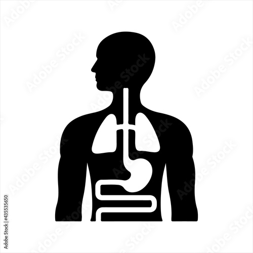 Internal organs icon, vector and glyph