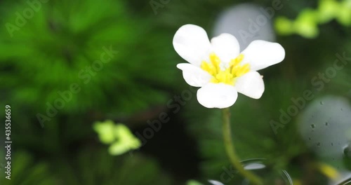 Close up flowers of egeria densa. Ranunculus nipponicus blooming in pond. Selective focus photo