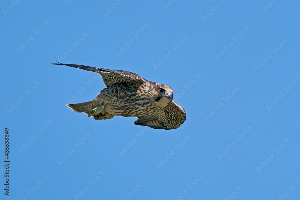 Fototapeta premium Peregrine falcon (Falco peregrinus) Juvenile
