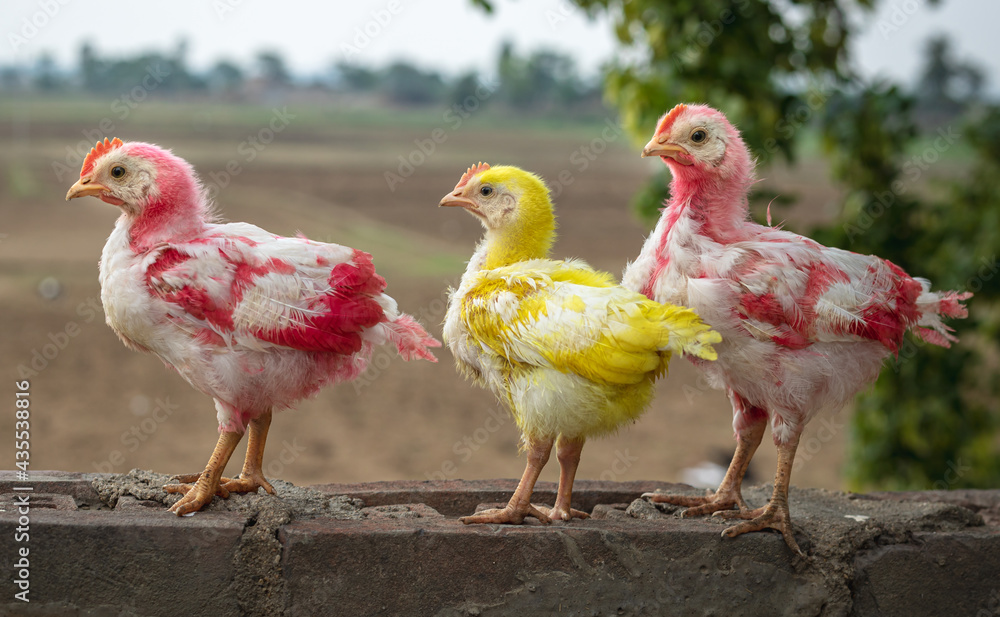 chicken on the farm, colorful, red, beautiful chicks in clear background chicken on the farm, colorful, red, beautiful chicks in clear background