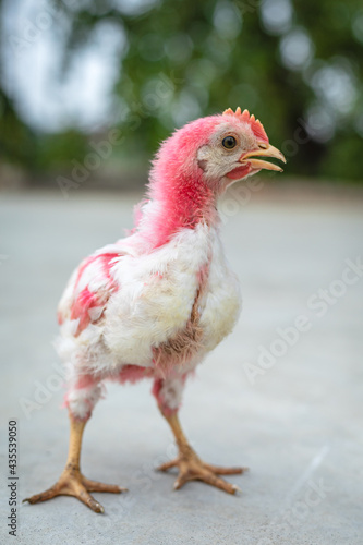 chicken on the farm, colorful, red, beautiful chicks in clear background
