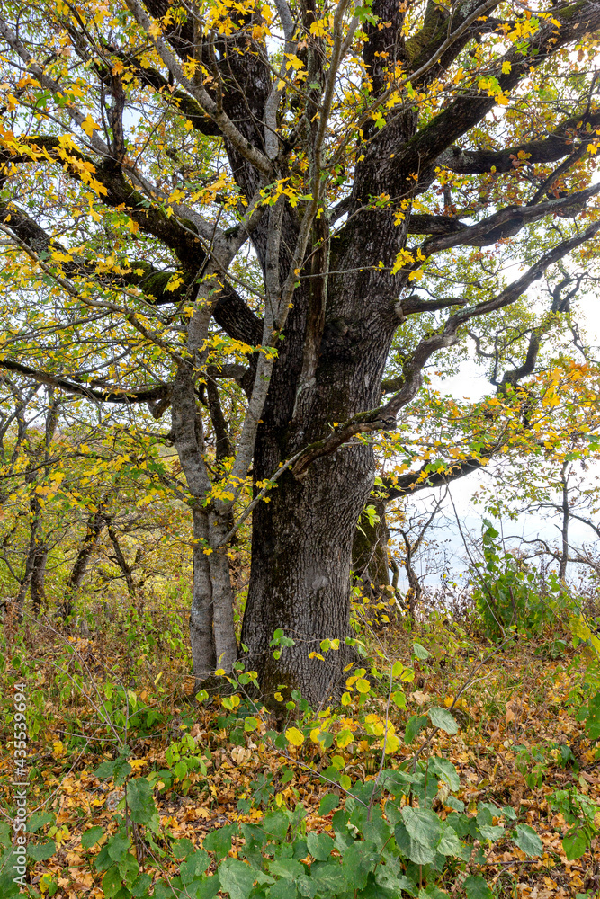 Autumn nature walks through the mountain canyon.