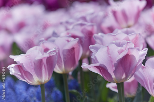 Pink Tulips. Close up. Selective and soft focus. 