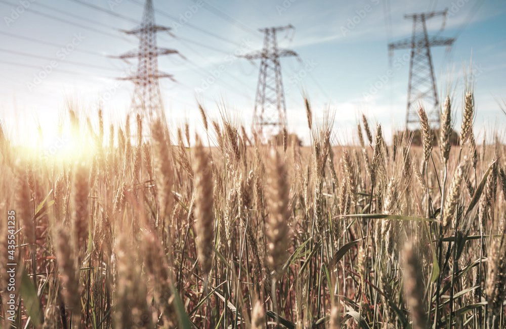 Fototapeta premium background of high-voltage power lines at sunset. green field.