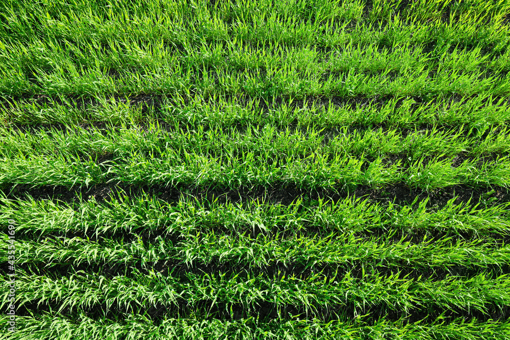 Green wheat field on spring day Green wheat field on spring day