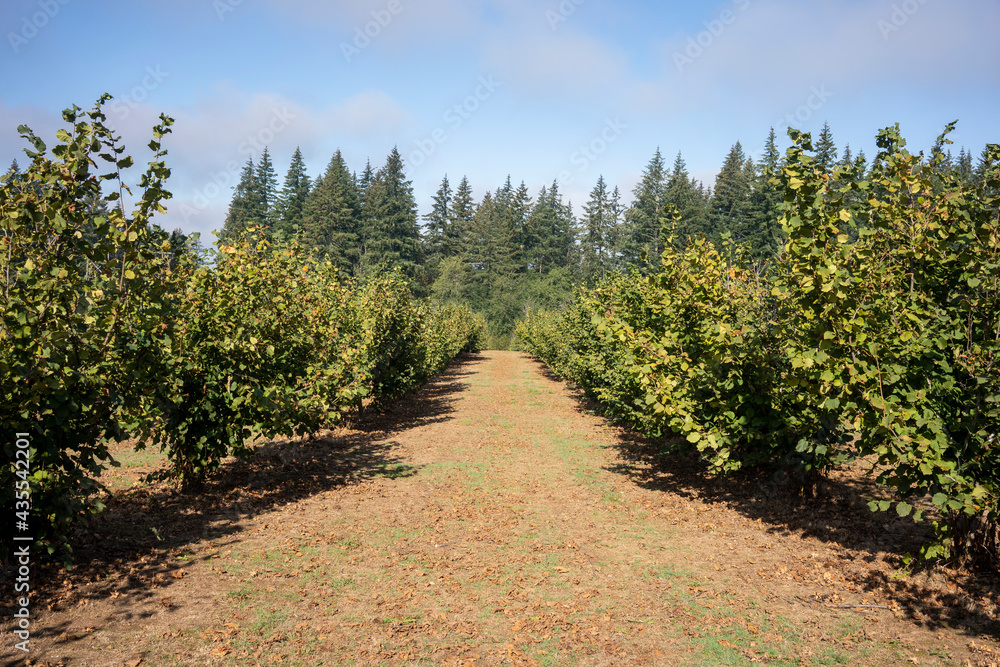 Hazelnut farm in Oregon, North America, during harvest season in late summer through early fall. Hazelnut farm in Oregon, North America, during harvest season in late summer through early fall.