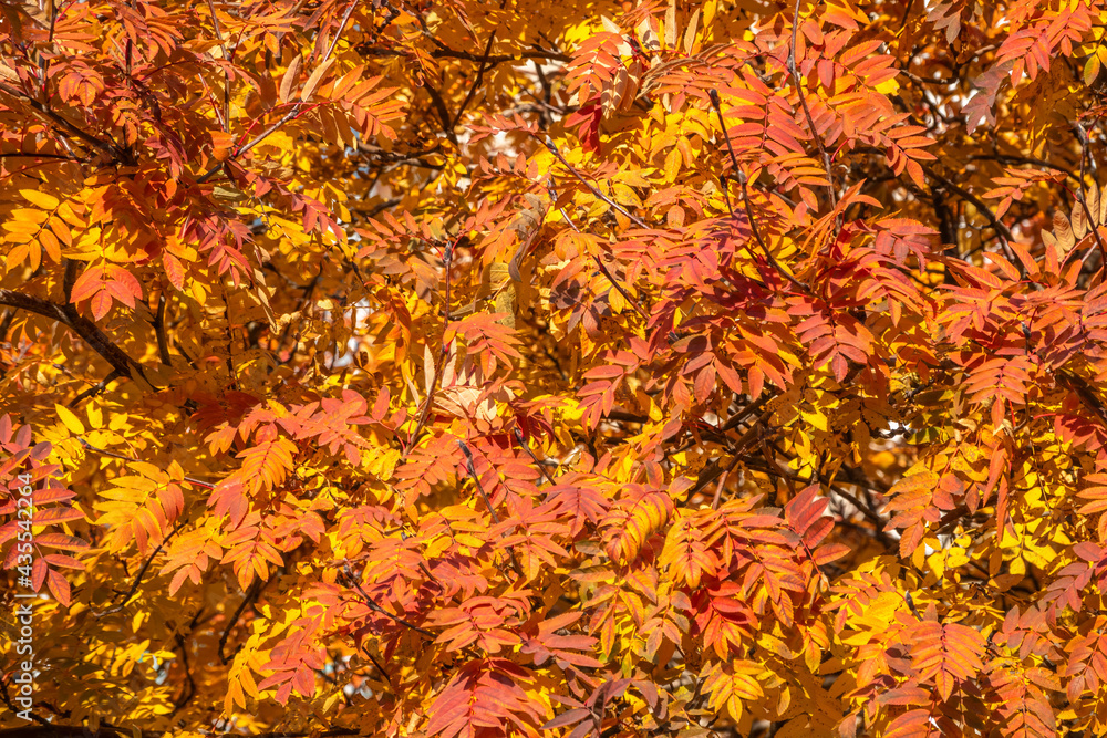 Rowan branches with yellow leaves in the autumn park. Rowan branches with yellow leaves in the autumn park.