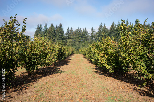 Hazelnut farm in Oregon, North America, during harvest season in late summer through early fall.